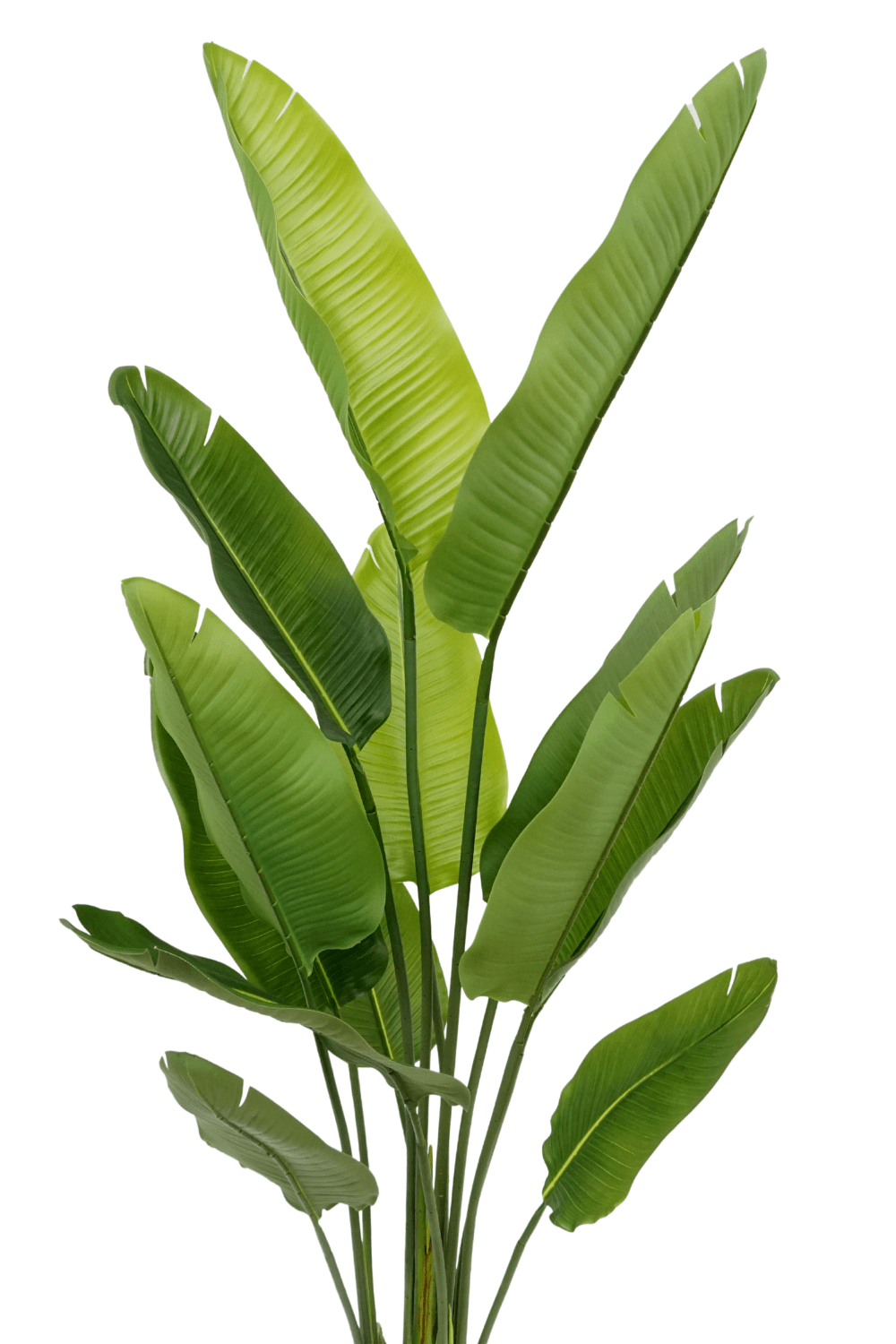 Artificial Strelitzia Plant