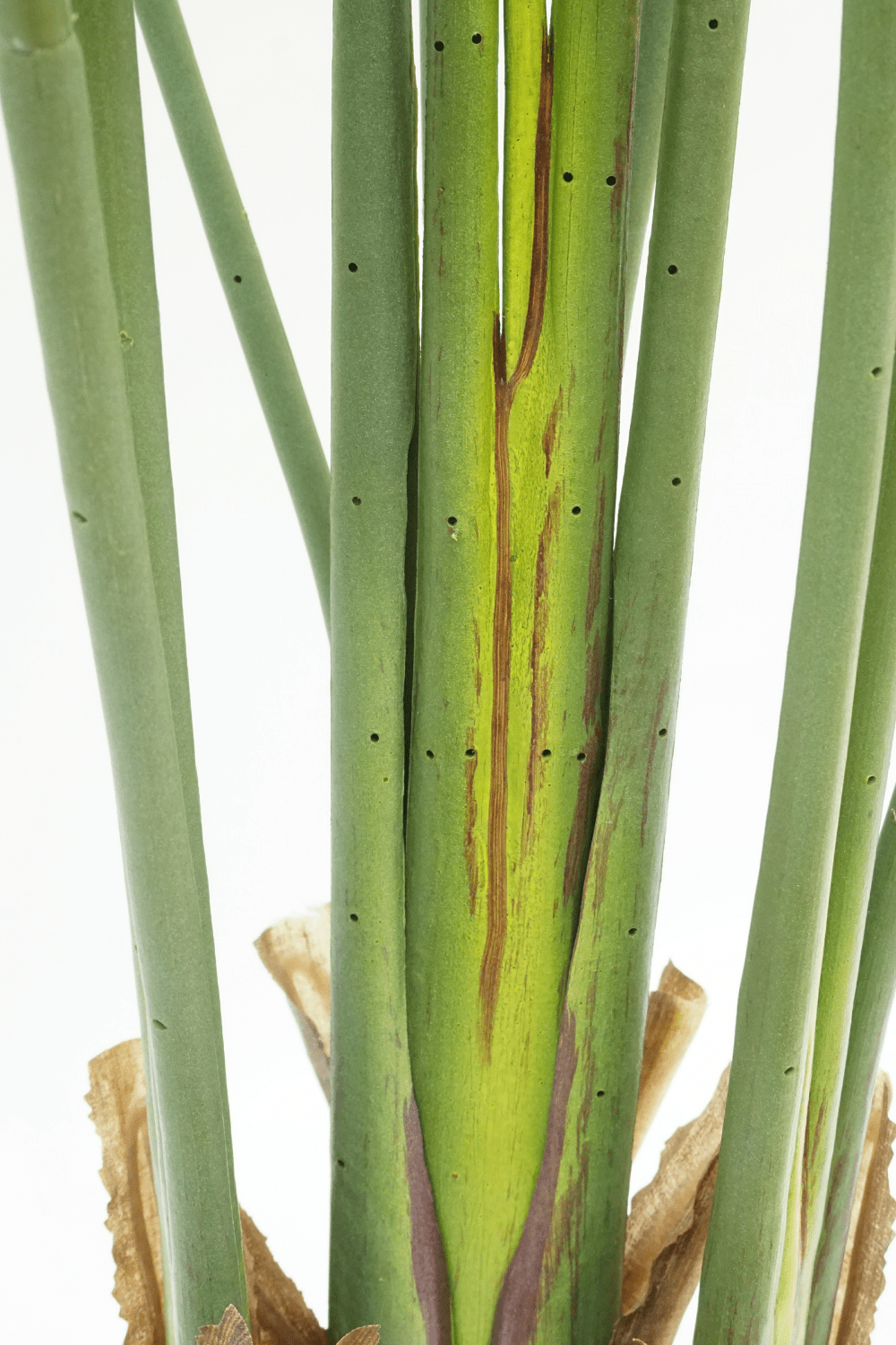Artificial Strelitzia Plant