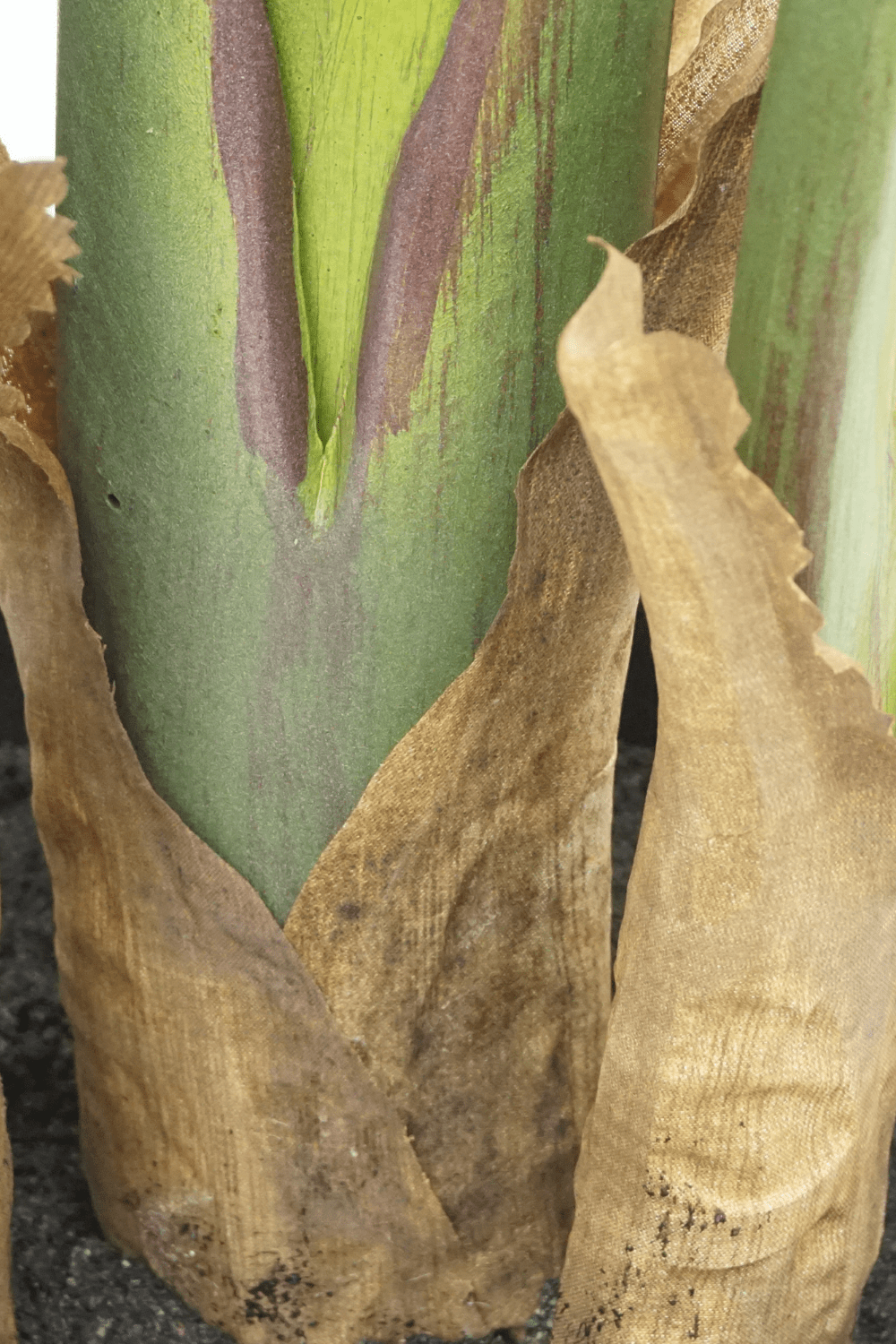 Artificial Strelitzia Plant